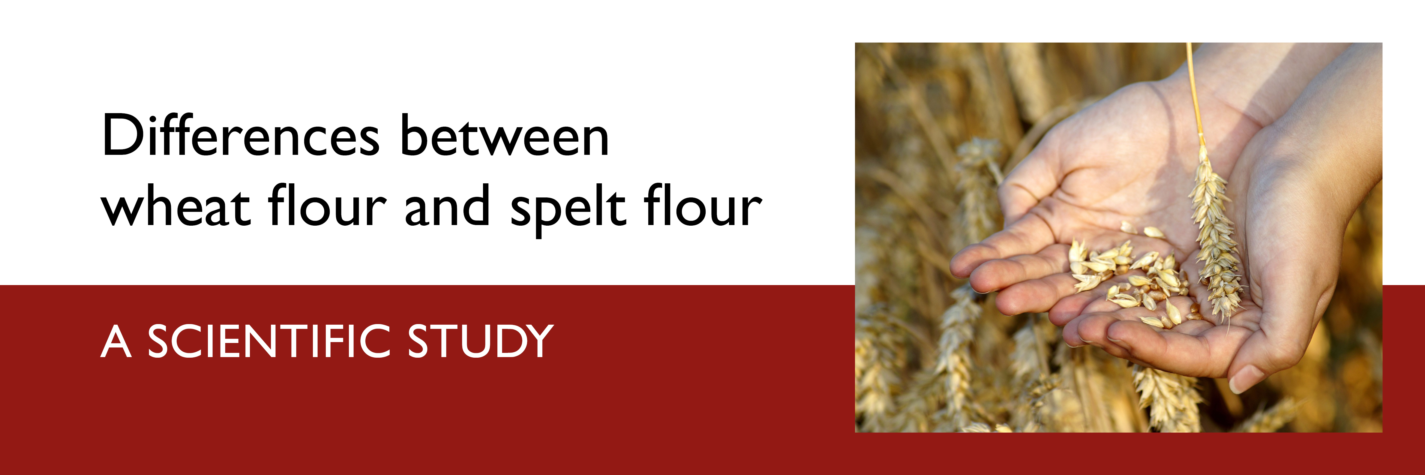 research articles on wheat flour